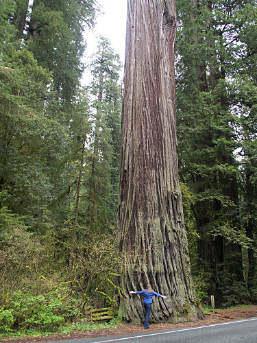 Oregon Coast - Brookings - Redwood Hwy - Grants Pass